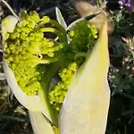 アパートホテル Miramare