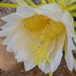 アパートホテル Miramare
