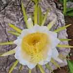 アパートホテル Miramare 3*