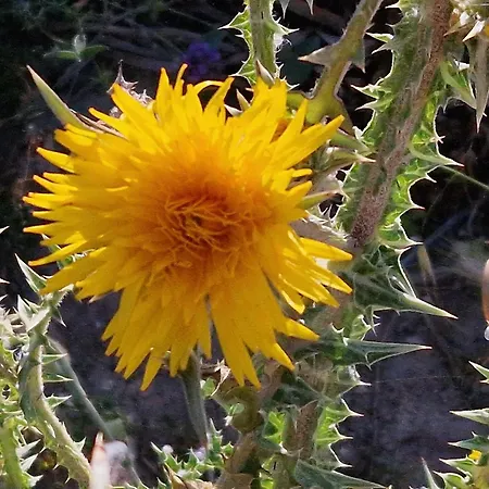 米拉马雷公寓式酒店 4*