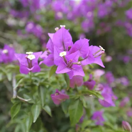 Апарт-отель Miramare 4*