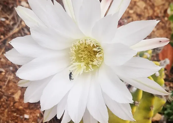 公寓式酒店 米拉马雷公寓式酒店 4*