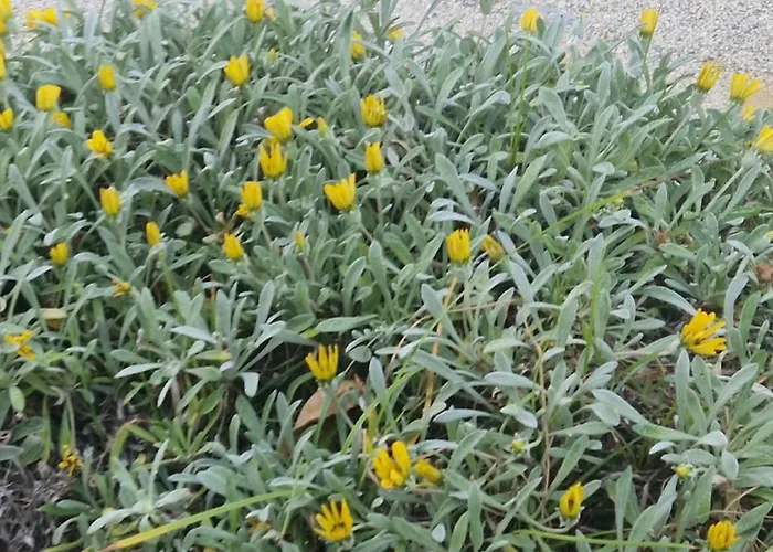 米拉马雷公寓式酒店 公寓式酒店 4*