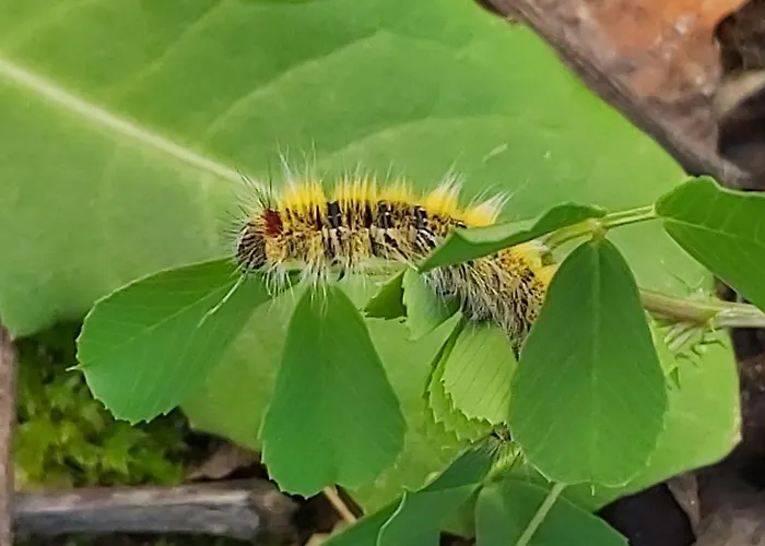 公寓式酒店 米拉马雷公寓式酒店