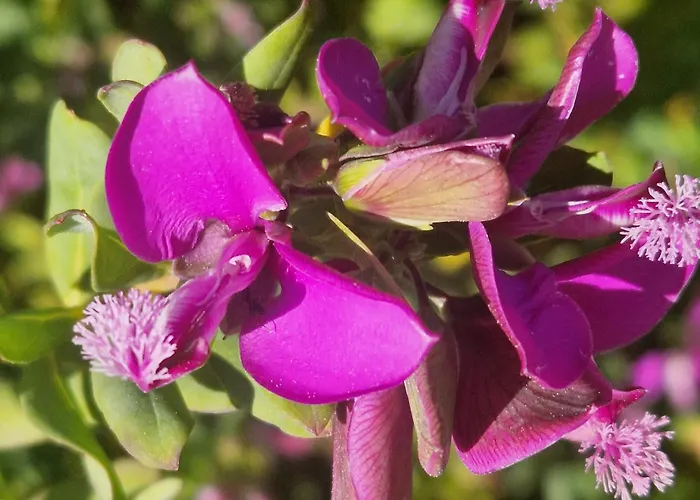 米拉马雷公寓式酒店 公寓式酒店 法维尼亚纳