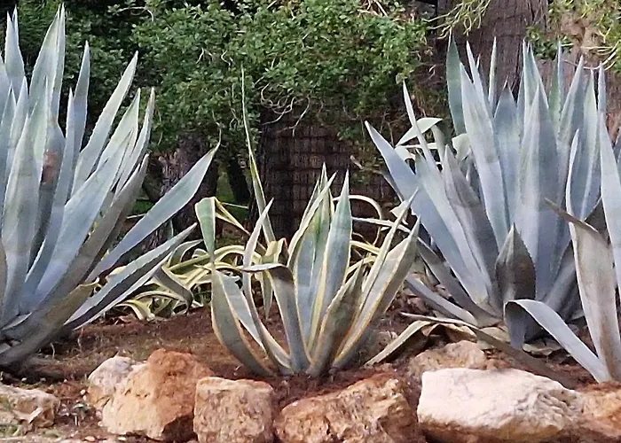 米拉马雷公寓式酒店 公寓式酒店