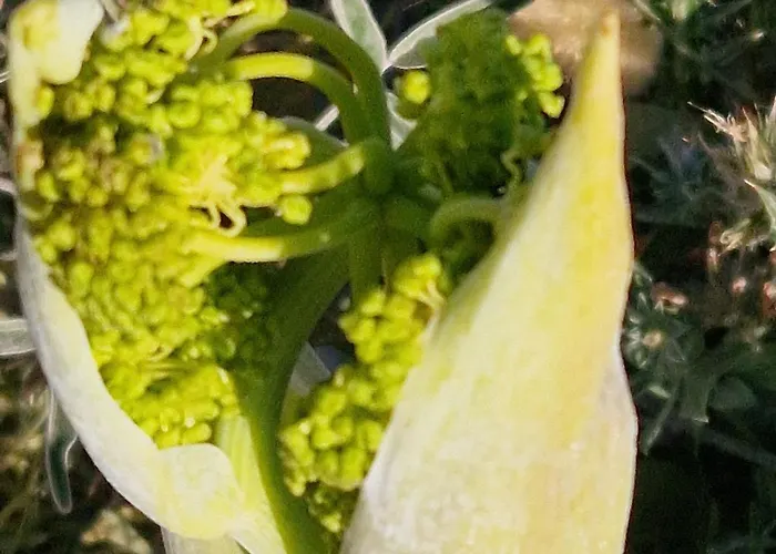 公寓式酒店 米拉马雷公寓式酒店