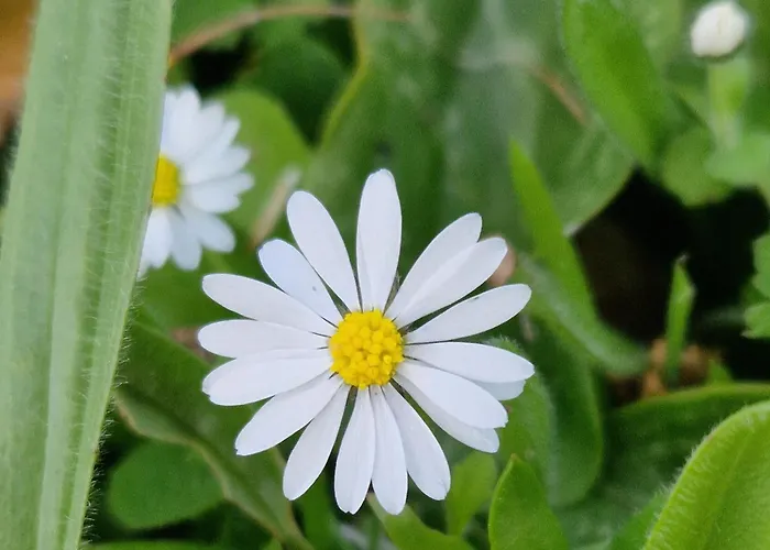 米拉马雷公寓式酒店 公寓式酒店 法维尼亚纳