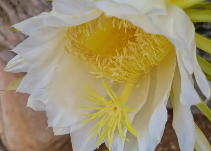 公寓式酒店 米拉马雷公寓式酒店