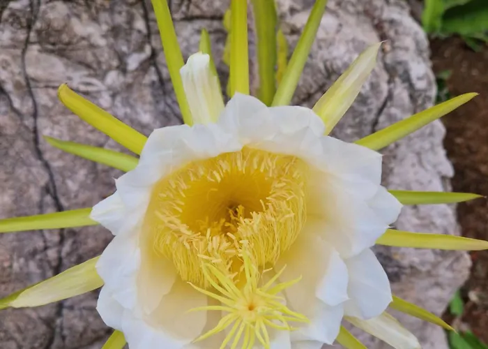 公寓式酒店 米拉马雷公寓式酒店 4*