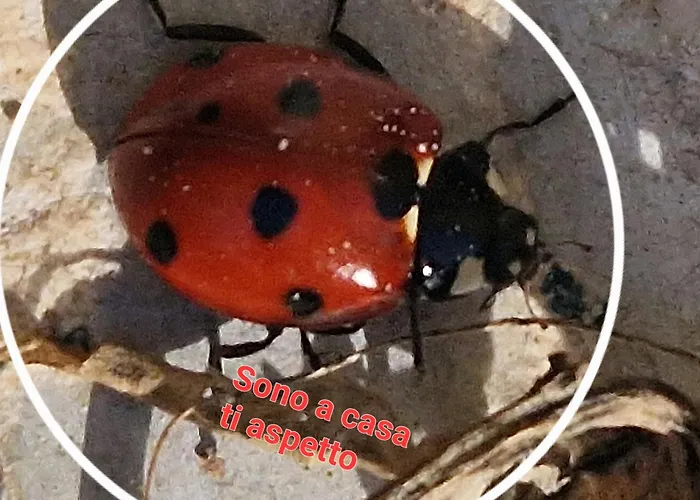 米拉马雷公寓式酒店 法维尼亚纳