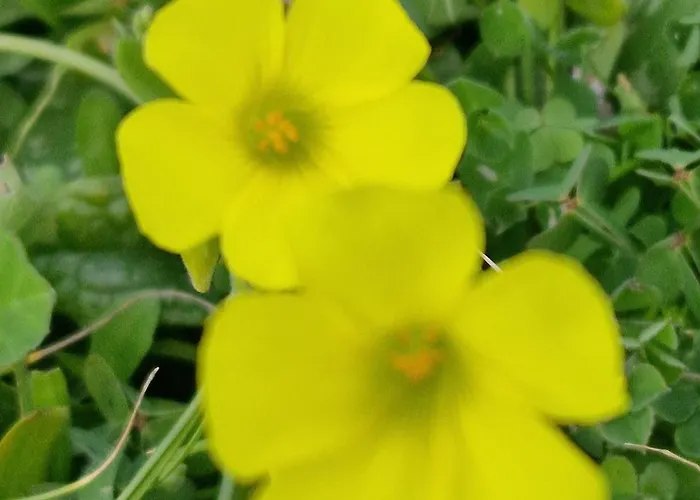 米拉马雷公寓式酒店 4* 法维尼亚纳