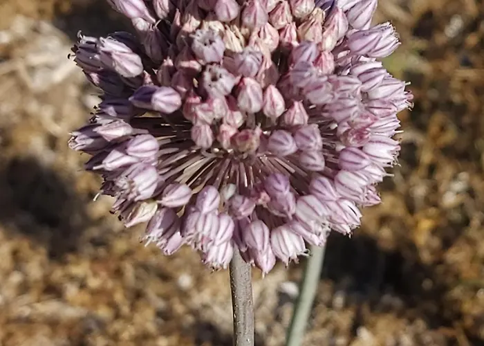 米拉马雷公寓式酒店 公寓式酒店