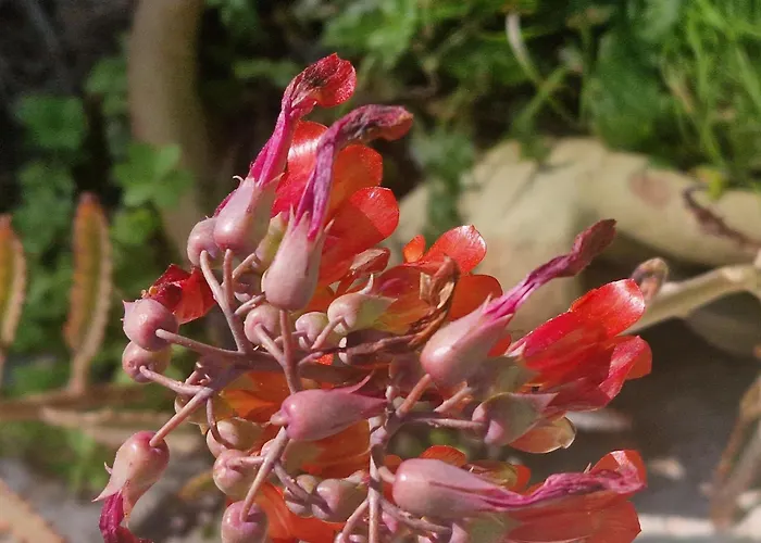 米拉马雷公寓式酒店 4*