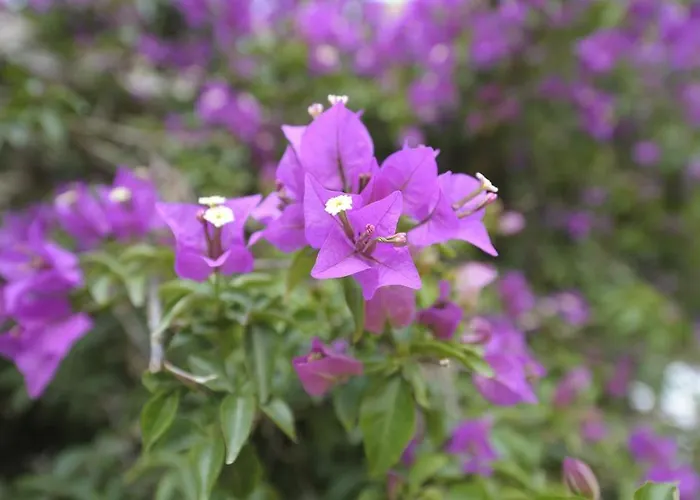 公寓式酒店 米拉马雷公寓式酒店 4*